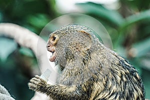 Pygmy marmoset monkey - side view