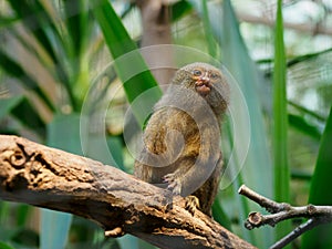 A pygmy marmoset sits on a branch and looks curiously to the side