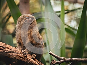 A pygmy marmoset sits on a branch and looks curiously to the side