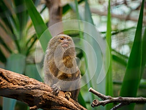 A pygmy marmoset sits on a branch and looks curiously to the side