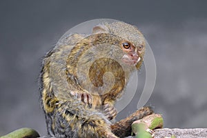 Pygmy Marmoset Sitting Close Up