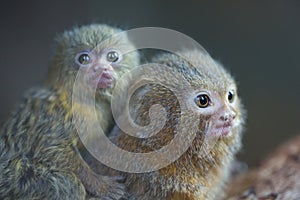 Pygmy Marmoset
