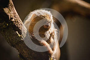 Pygmy Marmoset The Smallest Monkeys in the World closeup