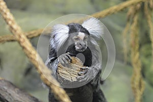 Pygmy marmoset on a tree