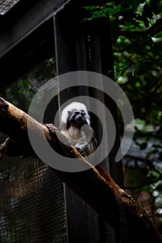 Pygmy Marmoset on the tree