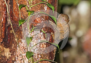 Pygmy Marmoset on tree