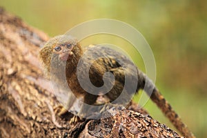 Pygmy marmoset photo