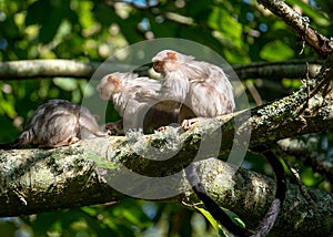 Pygmy Marmosets at Jersey zoo