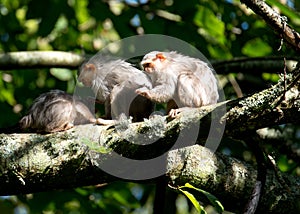 Pygmy Marmosets at Jersey zoo