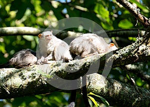 Pygmy Marmosets at Jersey zoo