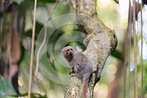 Pygmy Monkey