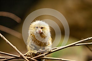 Pygmy Monkey Marmoset on a Branch