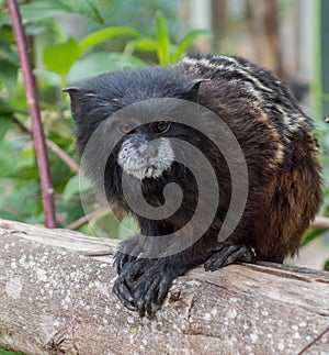 Pygmy Monkey Sits on Rail