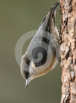 Pygmy Nuthatch