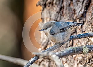 Pygmy Nuthatch Facing Left on Branch in Colorado Forest