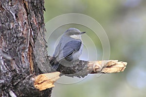 Pygmy Nuthatch (Sitta pygmaea)