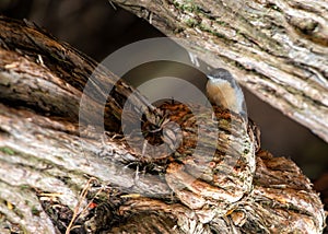 Pygmy Nuthatch (Sitta pygmaea) in North America