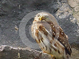 Pygmy Owl