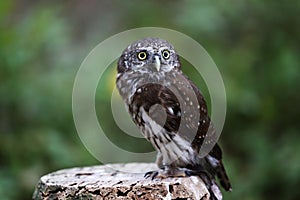 Pygmy owl