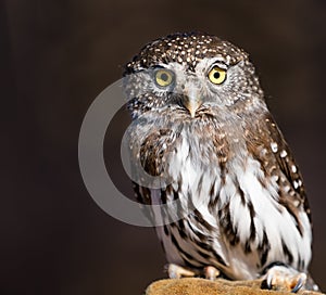 Pygmy Owl on Dark Brown Background