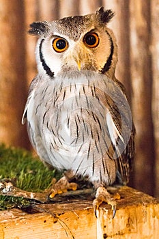 Pygmy owl,Glaucidium brodiei 1 year old isolate on background,