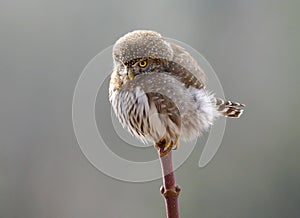 Pygmy Owl - Glaucidium gnoma