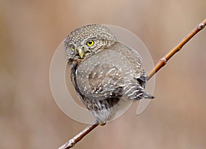 Pygmy Owl - Glaucidium gnoma