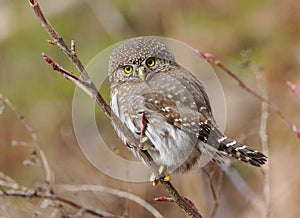 Pygmy Owl - Glaucidium gnoma photo