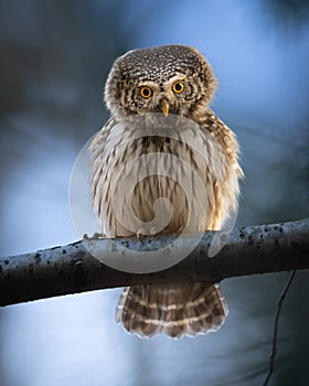 Pygmy owl Glaucidium passerinum little owl natural dark forest north parts of Poland Europe photo