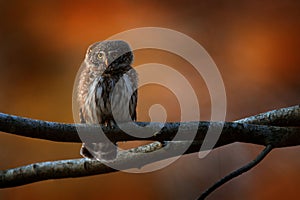 Pygmy Owl, sitting on tree branch with clear dark autumn orange forest background. Eurasian tinny bird in the habitat. Beautiful