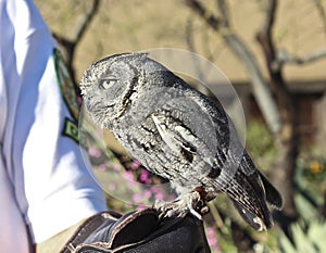 A Pygmy Owl on a Zoo Docent's Glove