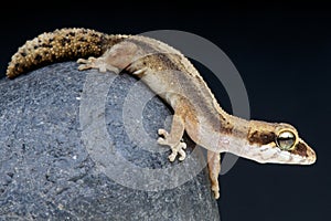 Pygmy Panther gecko / Paroedura androyensis