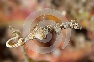 Pygmy Pipehorse