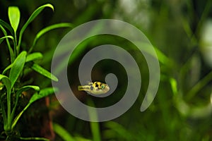 Pygmy pufferfish, pea pufferfish close up photo. Dwarf pufferfish, Malabar pufferfish tropical freshwater fish