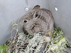 Pygmy Rabbit Relocation