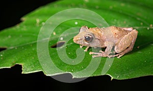 Pygmy rain frog, aka Rio San Juan robber frog Pristimantis ridens