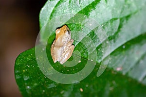 Pygmy rain frog, Pristimantis ridens, at night on a leaf
