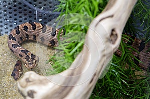 Pygmy Rattlesnake.