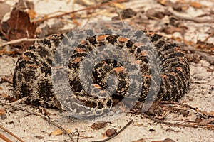 Pygmy Rattlesnake