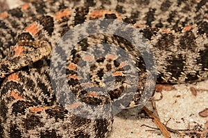 Pygmy Rattlesnake