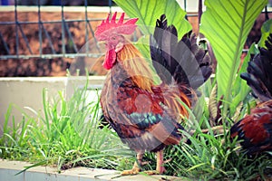 Pygmy rooster