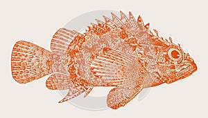 Pygmy scorpionfish scorpaenodes scaber