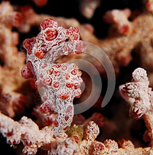 A pygmy sea horse disguising itself as coral
