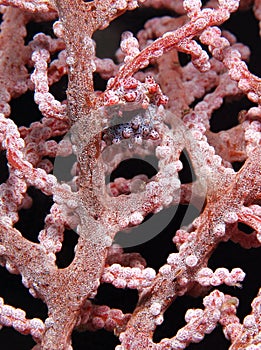 Pygmy Seahorse