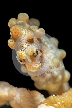 Pygmy seahorse