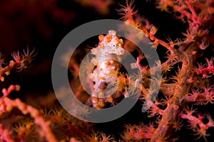 Pygmy seahorse facing camera