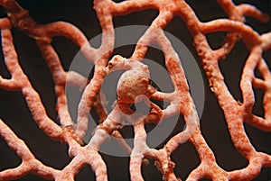 Pygmy seahorse on gorgonian coral