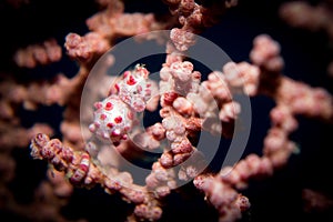 A Pygmy Seahorse - Hippocampus bargibanti