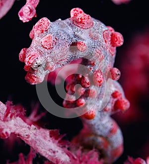 Pygmy seahorse (Hippocampus bargibanti)