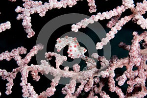 Pygmy Seahorse - photo